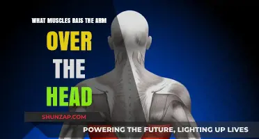 Muscles That Lift Your Arm Overhead: Anatomy and Function Explained