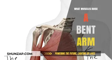 Muscles That Lift a Bent Arm: Anatomy and Function Explained