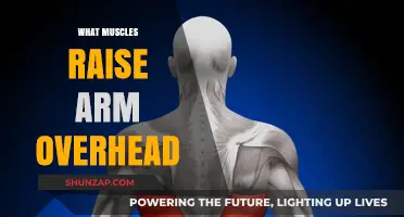 Muscles for Overhead Arm Raises: Anatomy and Function Explained
