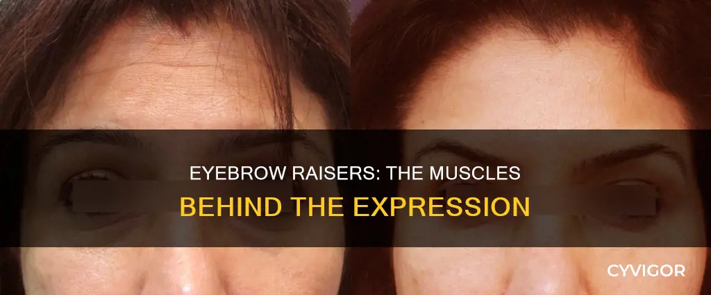 what muscles raise eyebrows