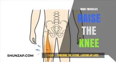 Knee Lifters: Uncover the Muscles Behind the Action