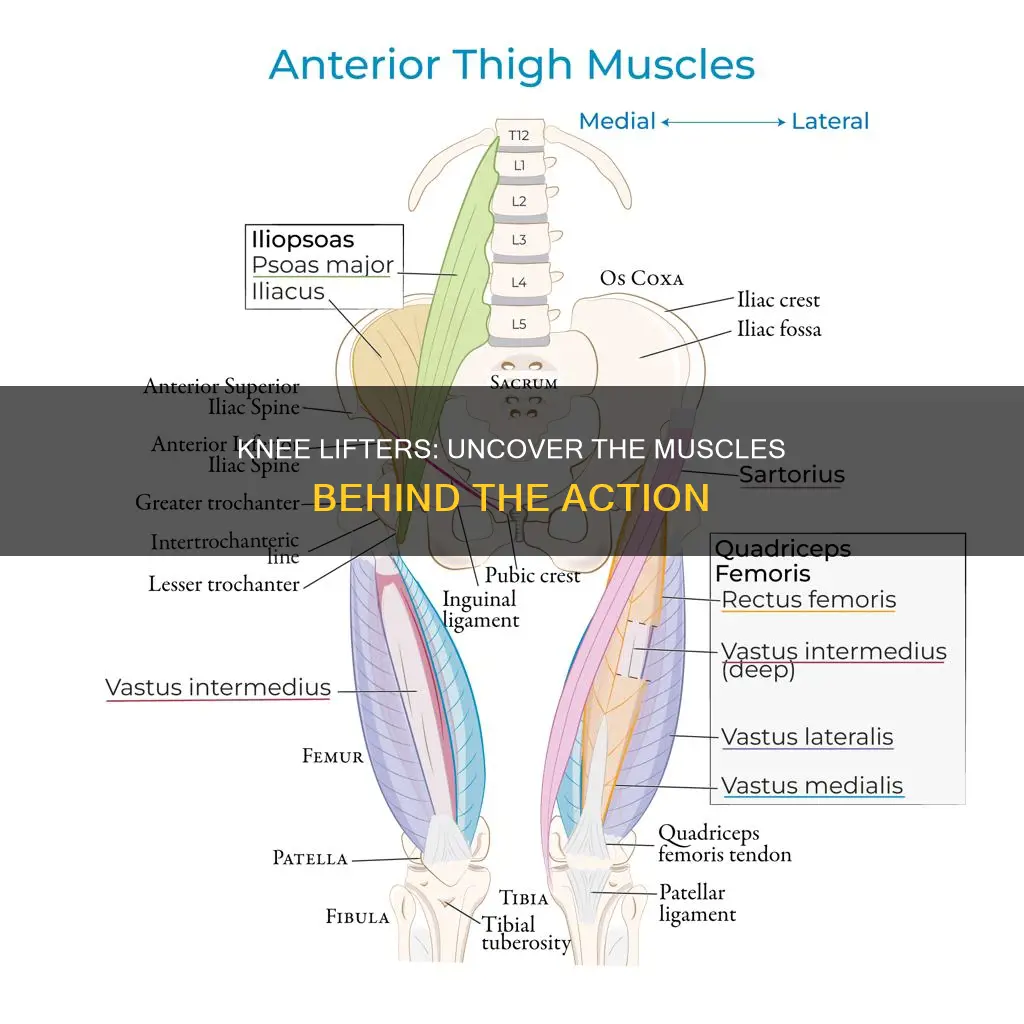 what muscles raise the knee