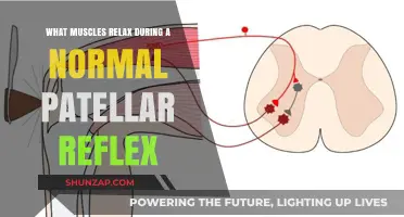 Understanding Patellar Reflex: Which Muscles Relax During the Knee-Jerk Response?