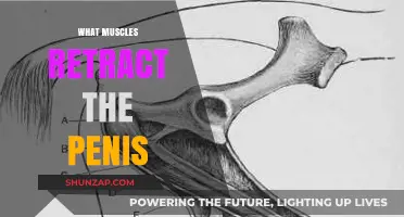 Penis Retraction: Muscles and Their Functions