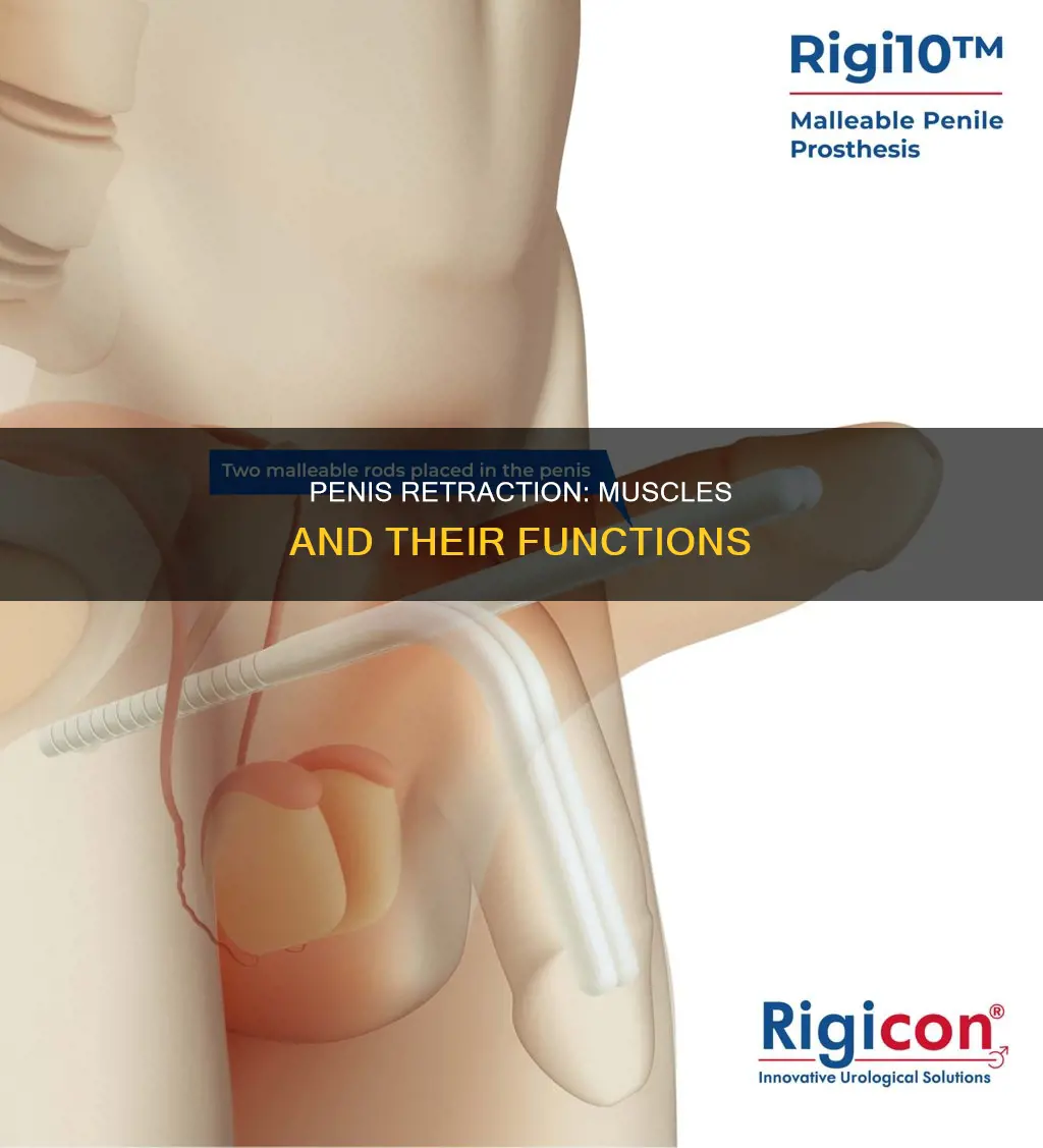 what muscles retract the penis