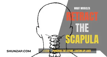 How Scapula Movement Engages Muscles in the Back