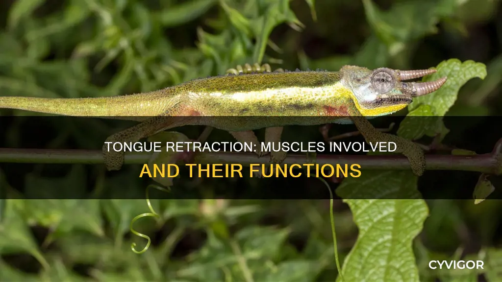 what muscles retract the tongue