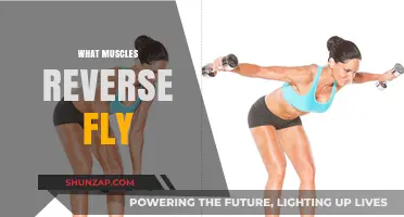 Reverse Fly: Targeting Your Upper Back Muscles