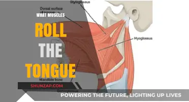 Tongue Twisters: Muscles Behind Rolling Your Rs