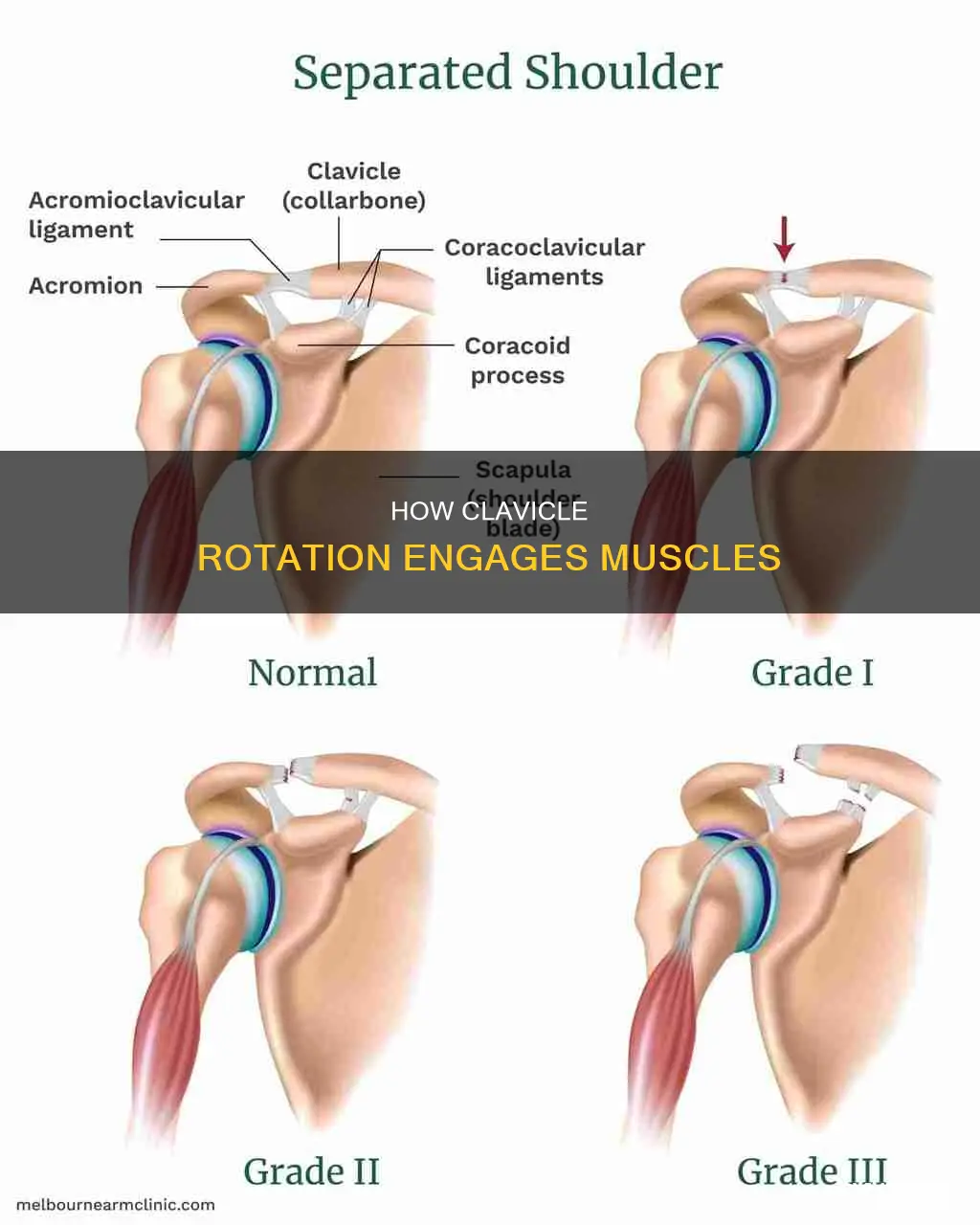 what muscles rotate clavicle