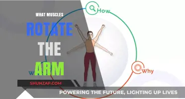 Muscles That Rotate the Arm: Anatomy and Function Explained