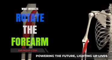 How to Rotate Your Forearm: Muscles Involved