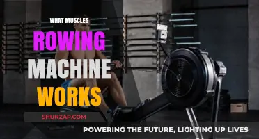 Rowing Machine Muscles: A Full-Body Workout Explained