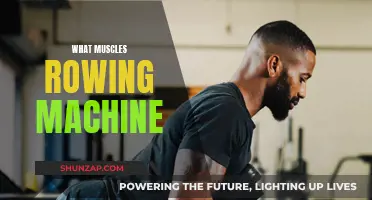 Rowing Machine Workout: Targeted Muscles and Benefits