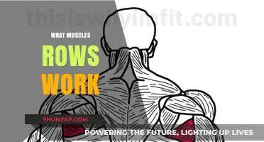 Muscles Targeted by Rows: A Comprehensive Guide to Strength Training