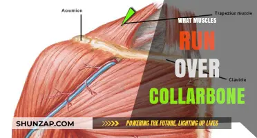 Collarbone Muscles: Which Ones Are They?