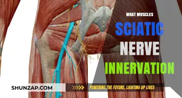 Sciatic Nerve and Its Muscular Connections