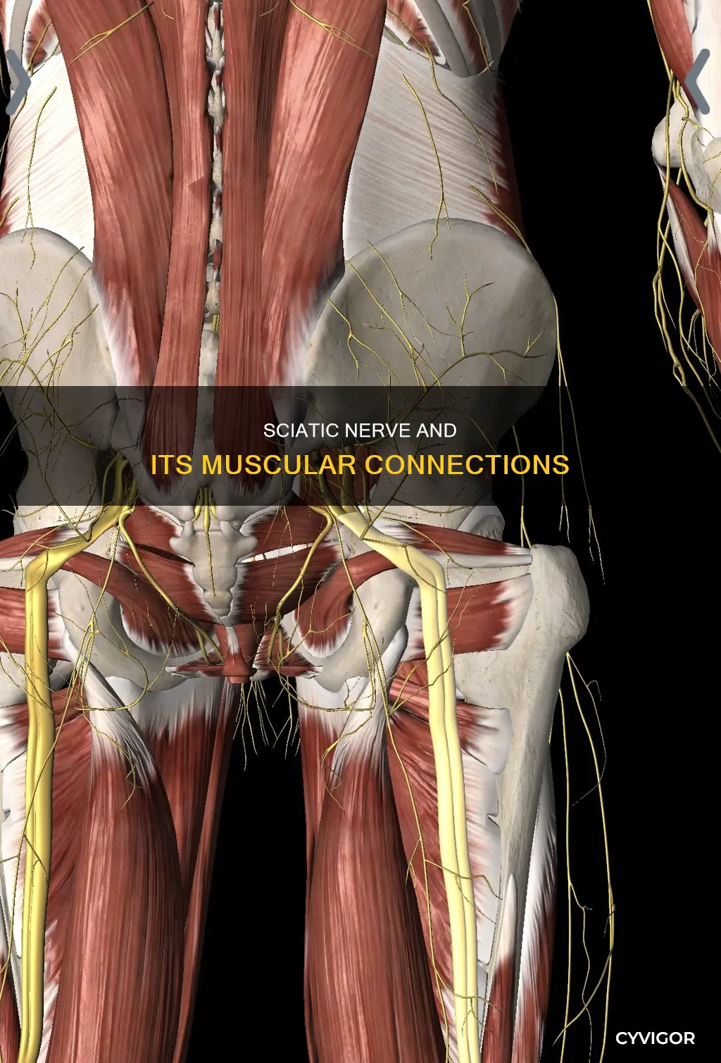 what muscles sciatic nerve innervation