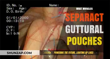 Guttural Pouch: Muscles that Separate and Their Functions