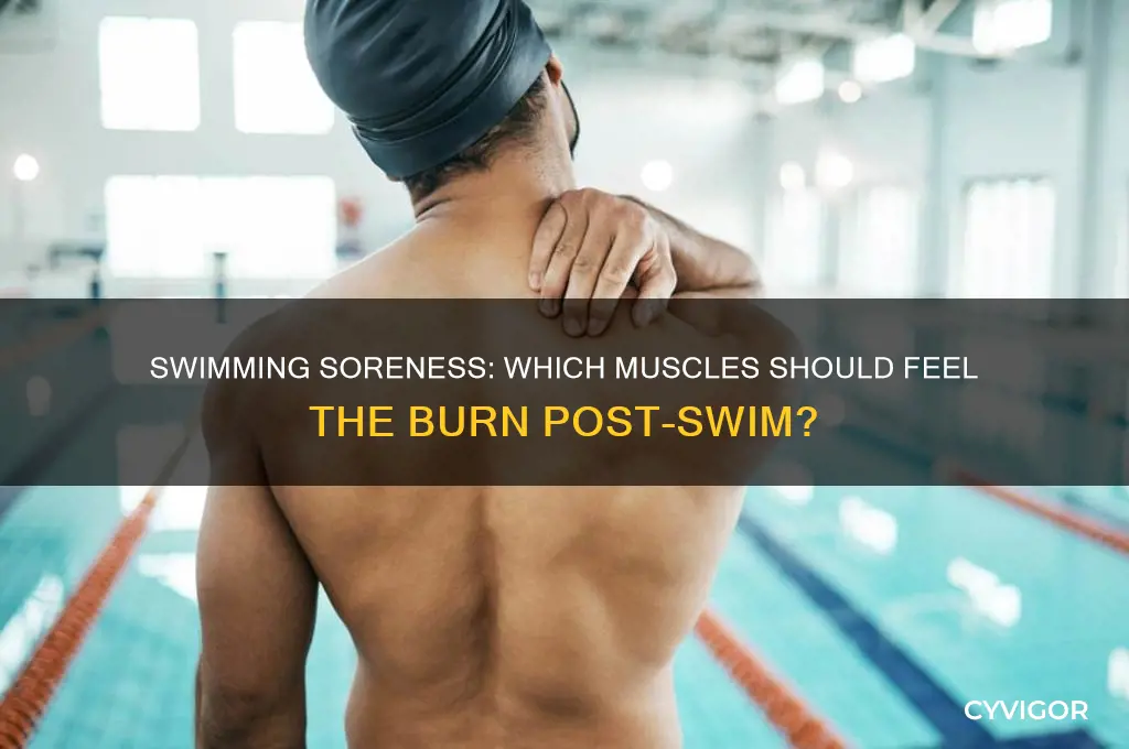 what muscles should be sore after swimming