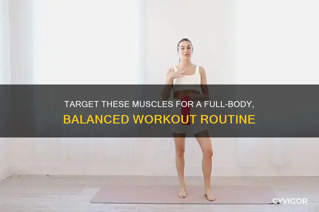 what muscles should i work for a balanced workout