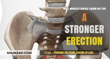 Strengthen Your Erection: Key Muscles to Target for Better Performance