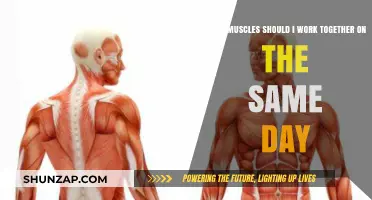 Effective Muscle Pairing: Optimize Your Workouts with Synergistic Groups