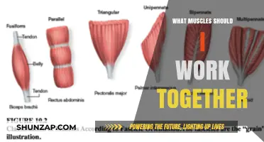 Effective Muscle Pairing: Maximize Your Workouts with Synergistic Training