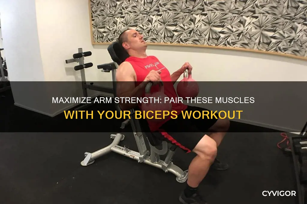 what muscles should i work with biceps