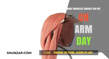 Sculpt Strong Arms: Target These Key Muscles on Arm Day