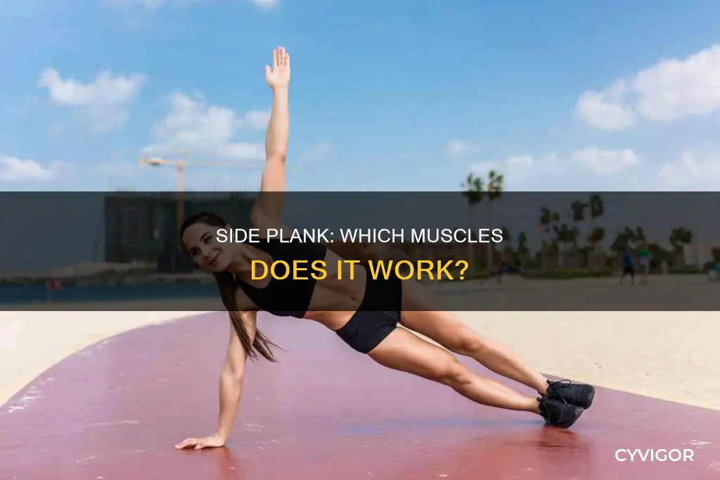 what muscles side plank