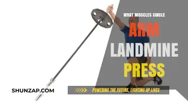 Targeted Muscles in the Single Arm Landmine Press Explained