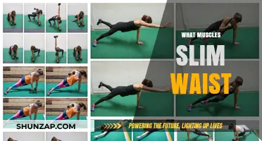 Slim Waist Secrets: Target These Muscles