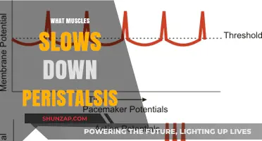 Peristalsis and Muscles: Slowing the Wave