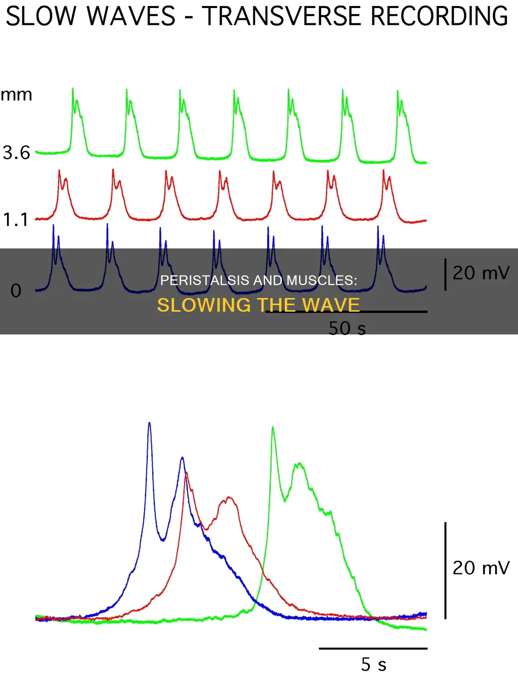 what muscles slows down peristalsis