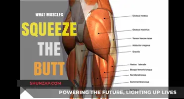 Gluteal Muscles: Squeezing the Butt for a Reason