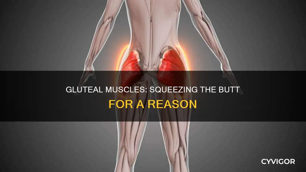 what muscles squeeze the butt