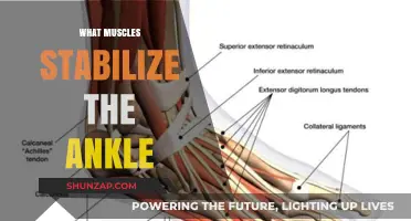 Stabilizing Your Ankles: These Muscles Keep You Moving