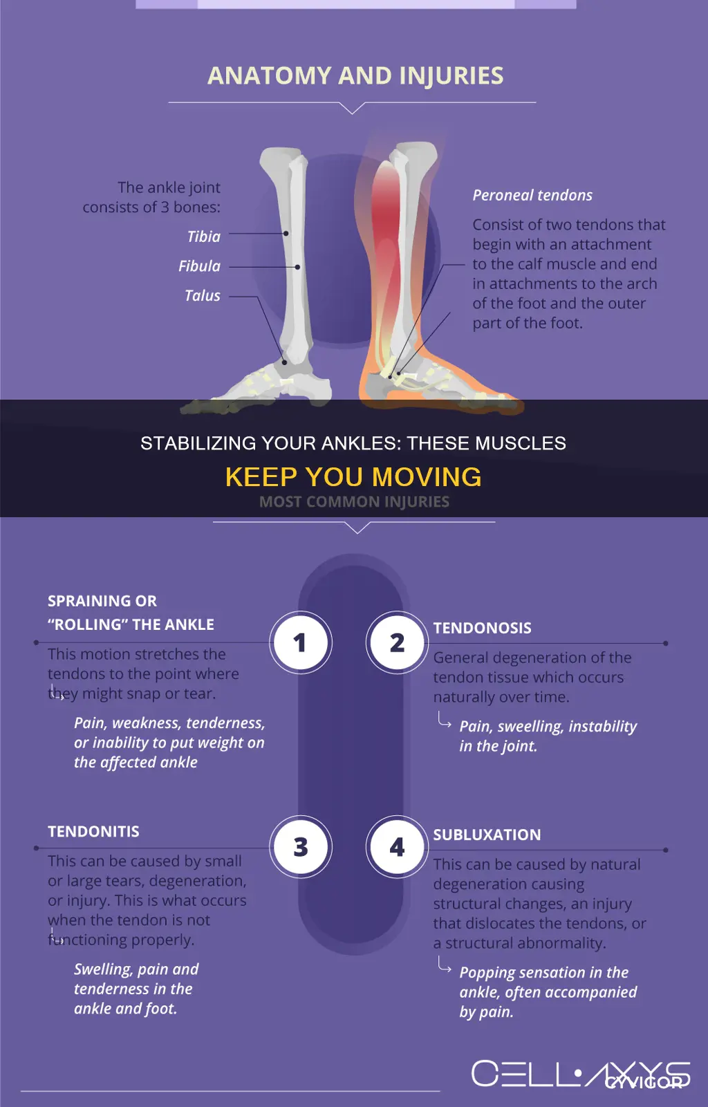 what muscles stabilize the ankle
