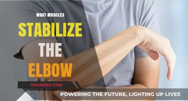 Elbow Stability: Muscles That Keep Your Elbow Strong and Steady