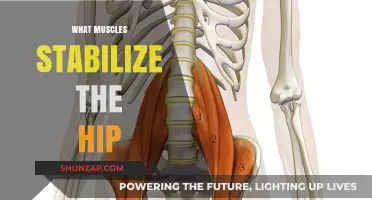 Hip Stability: Muscles for Balanced Movement