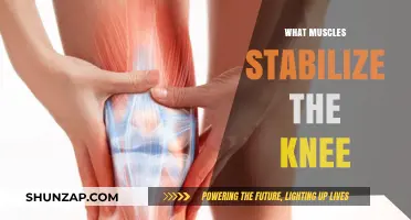 Knee Stability: Which Muscles Keep Your Knees Strong and Healthy?