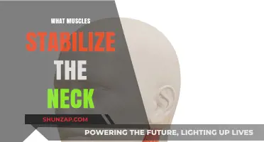 Neck Muscles: Stabilizing Your Head and Neck