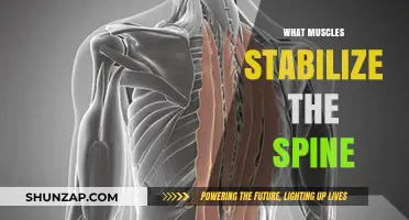 Spinal Stability: Understanding the Muscles that Support Your Spine