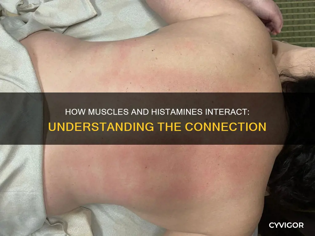 what muscles stir histamines