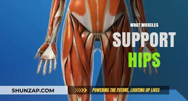 Hip Muscles: Understanding the Key Players