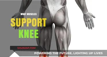 Knee Support: Muscles that Stabilize and Strengthen