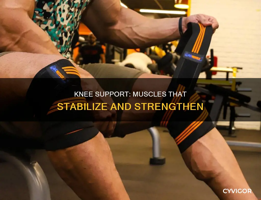 what muscles support knee