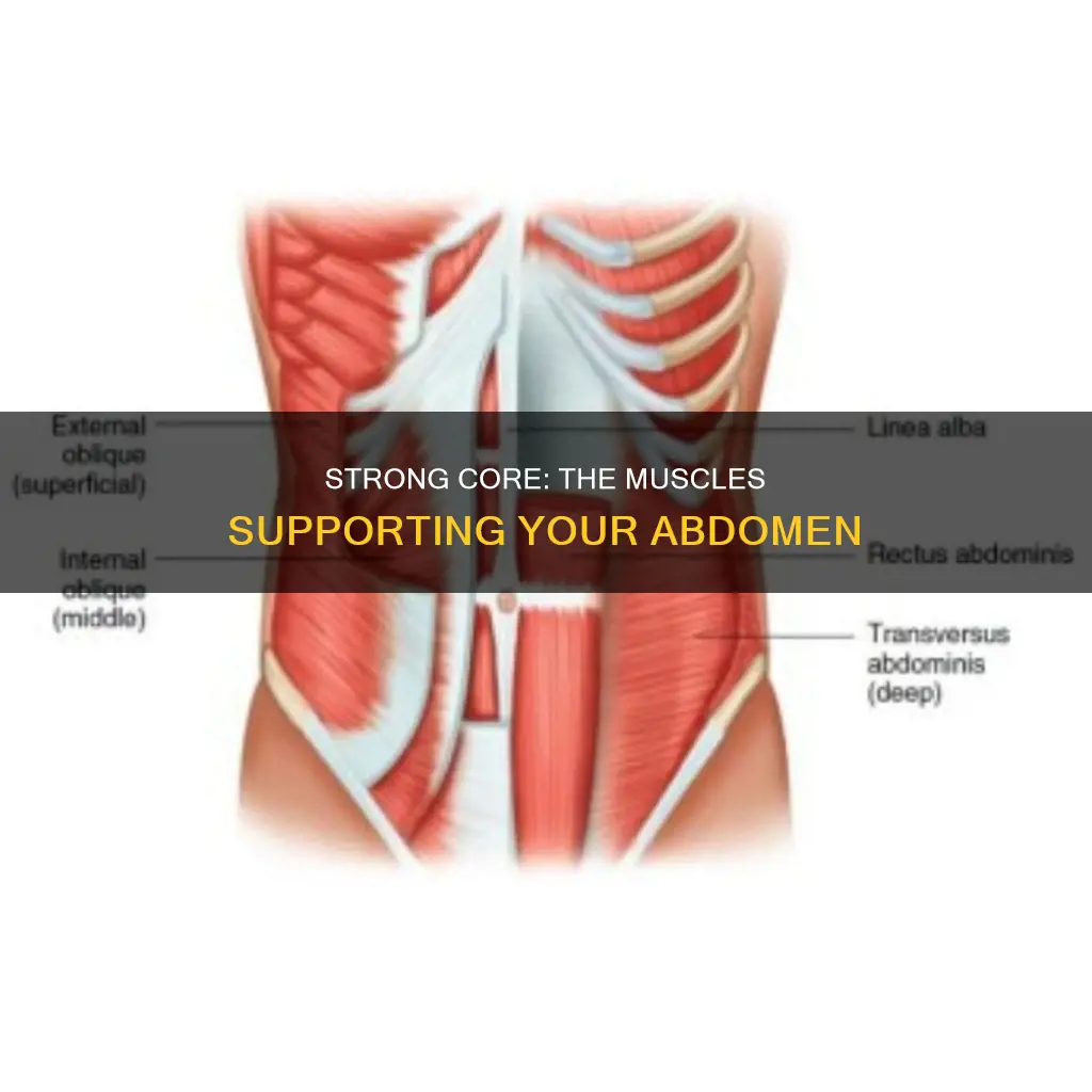 what muscles support the abdomen
