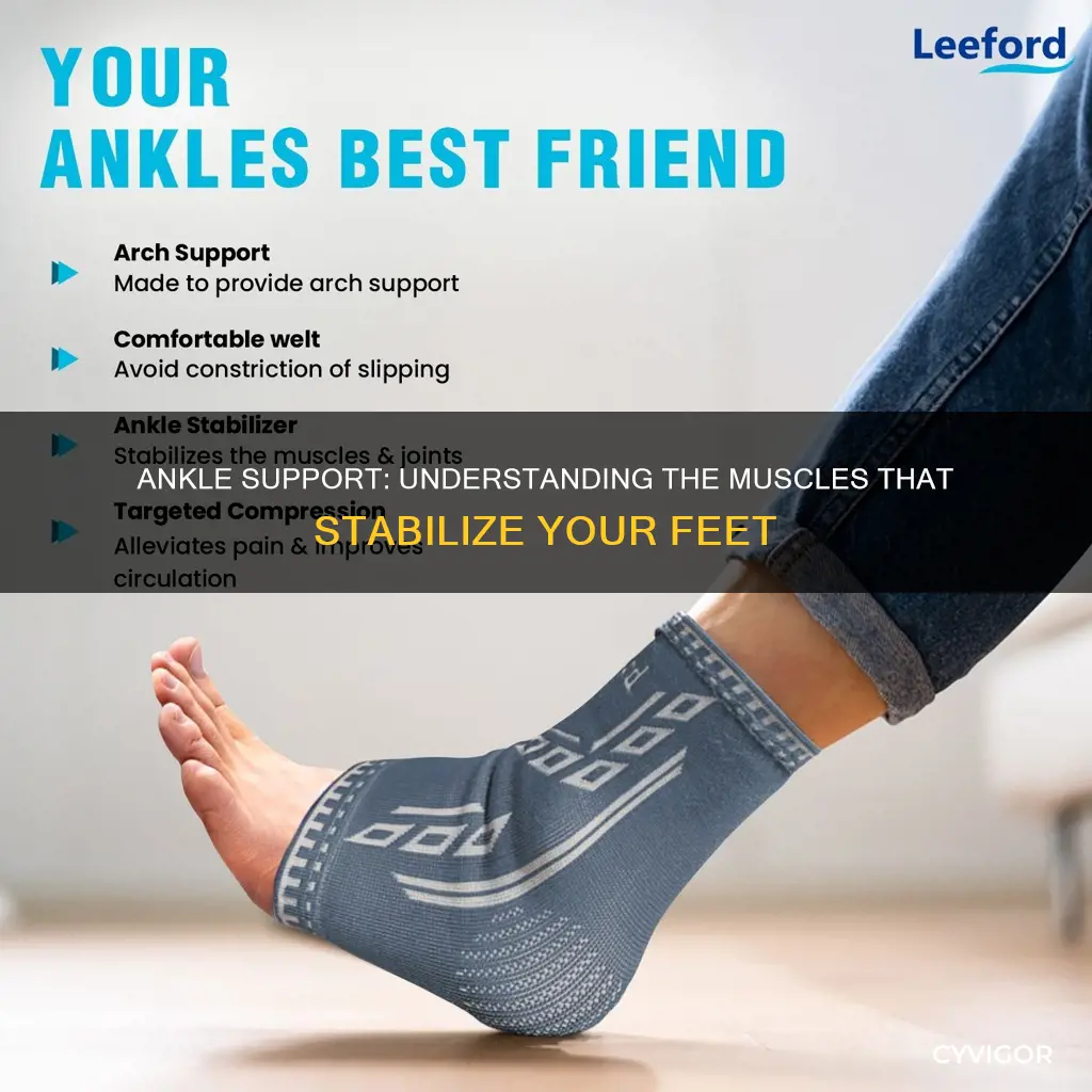 what muscles support the ankle